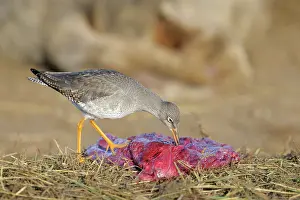 Donna: Common Redshank