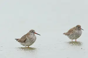 Totanus: Common Redshank