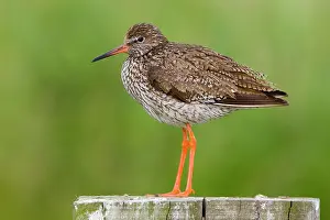 Totanus: Common Redshank