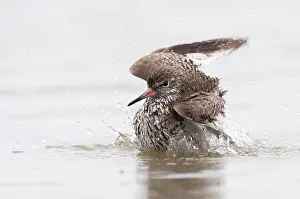 Tringa: Common Redshank