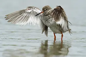 Tringa: Common Redshank