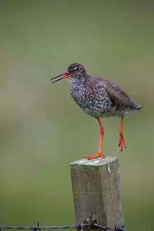 Tringa: Common Redshank