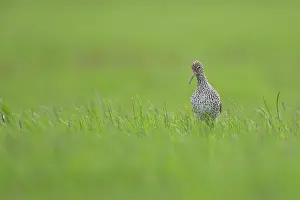 Tringa: Common Redshank