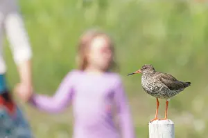 Tringa: Common Redshank