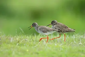 Tringa: Common Redshank