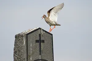 Tringa: Common Redshank