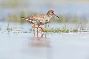 Tringa: Common Redshank