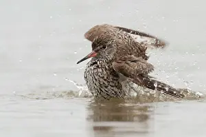 Tringa: Common Redshank