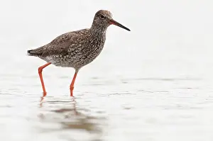 Tringa: Common Redshank