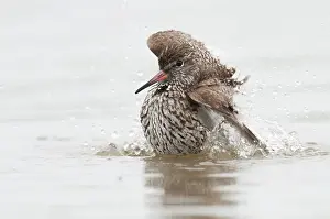 Tringa: Common Redshank