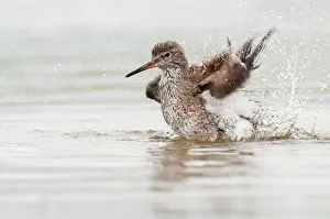 Tringa: Common Redshank