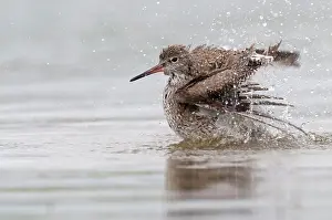 Tringa: Common Redshank