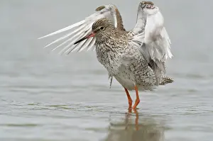 Tringa: Common Redshank