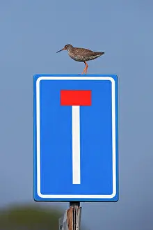 Tringa: Common Redshank