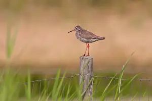 Tringa: Common Redshank