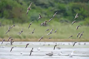 Delta: Common Redshank