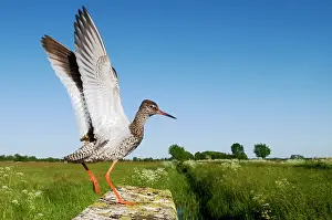 Tringa: Common Redshank