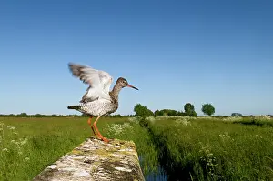 Tringa: Common Redshank