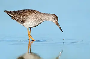 Tringa: Common Redshank