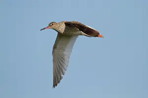 Tringa: Common Redshank