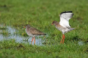 Tringa: Common Redshank