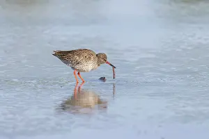 Shorebird: Common Redshank