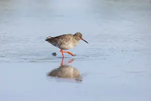 Shorebird: Common Redshank