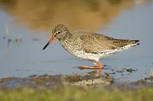 Redshanks: Common Redshank - adult male