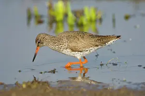 Redshanks: Common Redshank - adult male foraging