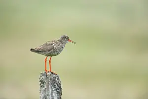 Yell: Common Redshank - calling from post