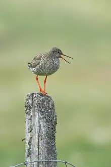 Yell: Common Redshank - calling from post