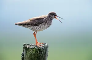 Redshanks: Common REDSHANK - Calling from post