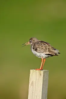 Redshanks: Common Redshank - calling - standing on wooden fence post