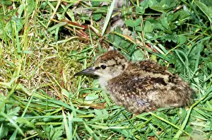 Redshanks: Common REDSHANK - CHICK IN NEST
