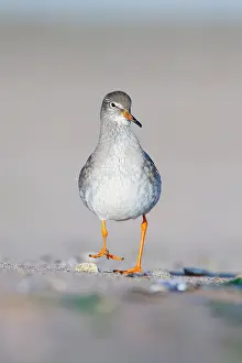 Redshanks: Common Redshank - Face on ground-level perspective