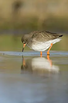 Redshanks: Common Redshank - Feeding on flies near the water surface