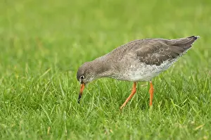 Redshanks: Common Redshank - feeding in grass field