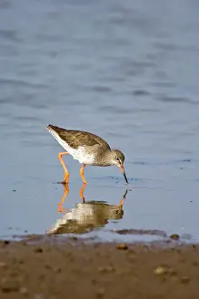 Redshanks: Common Redshank - feeding in shallow water
