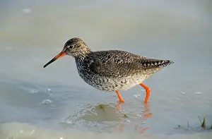 Redshanks: Common REDSHANK - Feeding in tidal water