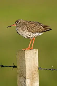 Redshanks: Common Redshank - on fence post with barbed wire
