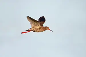 Redshanks: Common Redshank - in flight - calling
