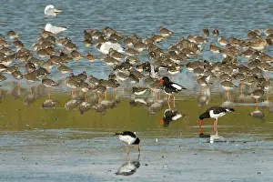 Redshanks: Common Redshank - flock resting with other waders