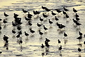 Redshanks: Common Redshank - flock searching for food at low tide