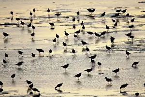 Redshanks: Common Redshank - flock searching for food at low tide