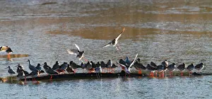 Tringa: Common Redshank & Greenshank (Tringa nebularia) - gathering