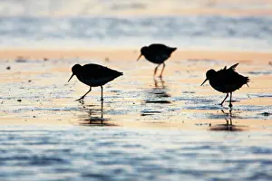 Redshanks: Common Redshank - migratory birds feeding on tidal