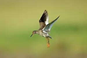 Redshanks: Common Redshank - parent bird in flight, guarding