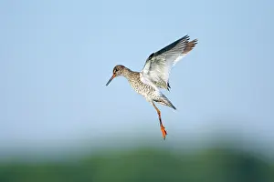 Redshanks: Common Redshank - parent bird in flight, guarding