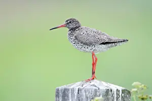 Redshanks: Common Redshank - perched on fence post, alert