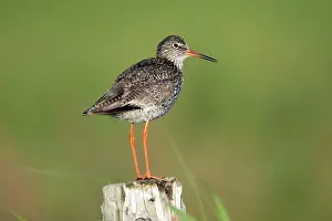Redshanks: Common Redshank - perched on fence post, alert